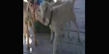 Haida Gwaii hobby farmer invites guests to spend time with her baby goats