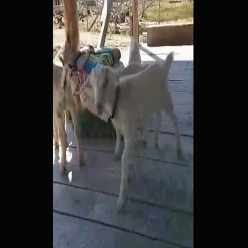 Haida Gwaii hobby farmer invites guests to spend time with her baby goats