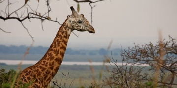 Biodiversity: Throwing money at schemes ineffective – charity