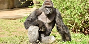 Harambe: Gorilla photo to be sold as an NFT five years after he was shot dead