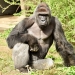 Harambe: Gorilla photo to be sold as an NFT five years after he was shot dead