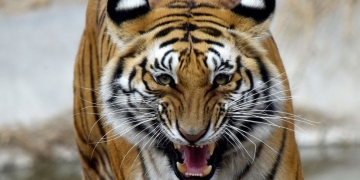 Bangladesh arrests tiger poaching suspect after 20-year hunt