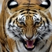 Bangladesh arrests tiger poaching suspect after 20-year hunt