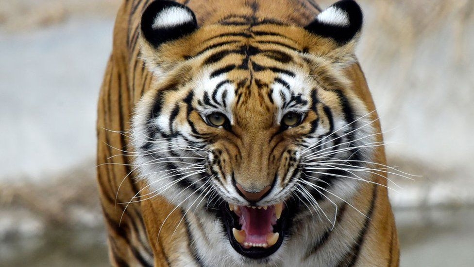 Bangladesh arrests tiger poaching suspect after 20-year hunt