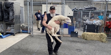 B-a-a-a-a-a-d blunder: Eight little lambs dropped off at Brooklyn man’s home by accident