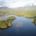 Farmed fish the source of virus spread among wild salmon, B.C. study suggests
