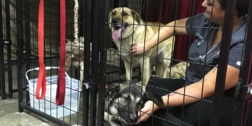 B.C. SPCA launches new pop-up units to care for pets during emergency evacuations