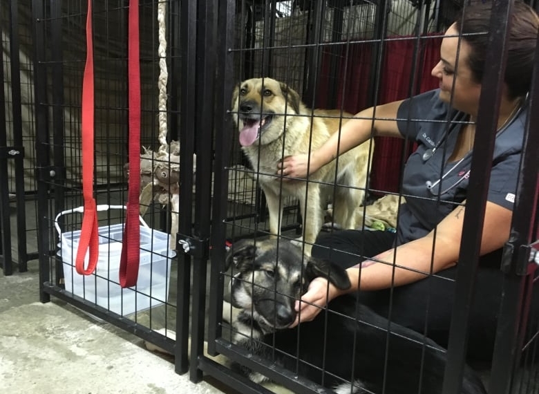 B.C. SPCA launches new pop-up units to care for pets during emergency evacuations