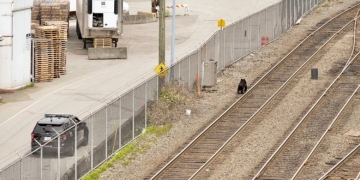 Bear spotted near Gastown to be relocated back to the wild