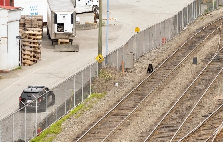 Bear spotted near Gastown to be relocated back to the wild