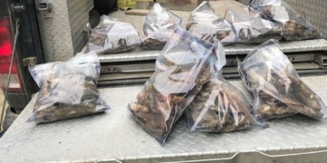 Conservation officers asking for public's help in case of dumped bear paws