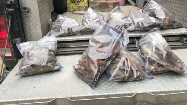 Conservation officers asking for public's help in case of dumped bear paws