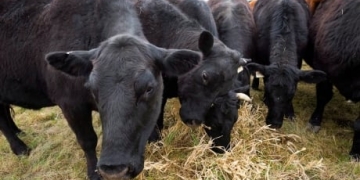 Canada's cattle sector on guard as beef-labelling talk returns in the U.S.