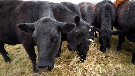 Canada's cattle sector on guard as beef-labelling talk returns in the U.S.