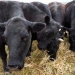 Canada's cattle sector on guard as beef-labelling talk returns in the U.S.