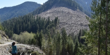 Old-growth logging approvals nearly doubled over the past year, report suggests