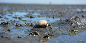 Increase in illegal shellfish harvesting could lead to fatal poisonings, officials fear