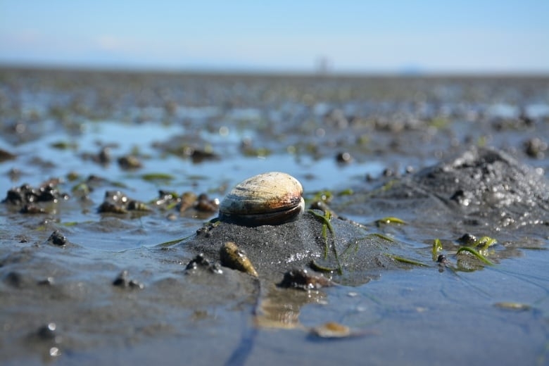 Increase in illegal shellfish harvesting could lead to fatal poisonings, officials fear