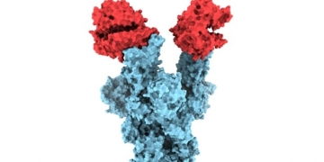 First ever image of B117 coronavirus variant captured by UBC researchers