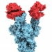 First ever image of B117 coronavirus variant captured by UBC researchers