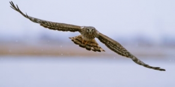 Behind the lens with Calgary Eyeopener host David Gray