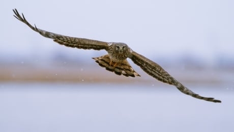 Behind the lens with Calgary Eyeopener host David Gray