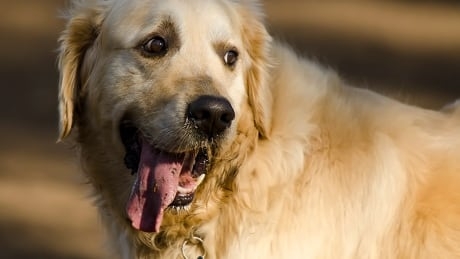 Dog trainer concerned by proposed changes to Calgary's responsible pet ownership bylaw