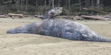 Scientists seek to understand increase in grey whale deaths on West Coast