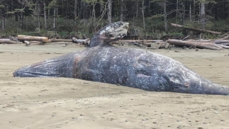 Scientists seek to understand increase in grey whale deaths on West Coast