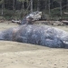 Scientists seek to understand increase in grey whale deaths on West Coast
