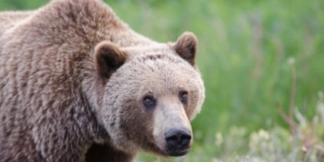 Grizzly that killed Alberta woman captured, will be euthanized
