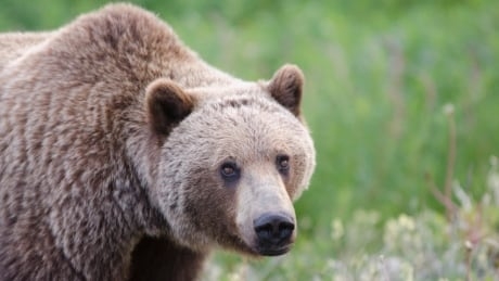 Grizzly that killed Alberta woman captured, will be euthanized