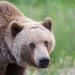 Grizzly that killed Alberta woman captured, will be euthanized