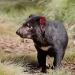 Tasmanian devils born on Australian mainland after 3,000 years