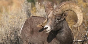 Alberta government knew bighorn sheep contaminated with coal-mine selenium: scientist
