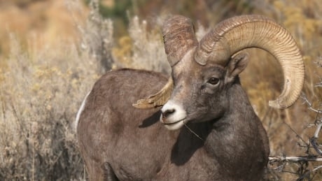 Alberta government knew bighorn sheep contaminated with coal-mine selenium: scientist