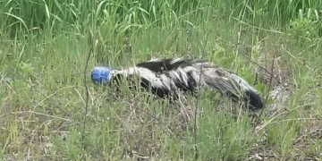 West Kootenay man screws up the courage to save a skunk with a beer can stuck to its head