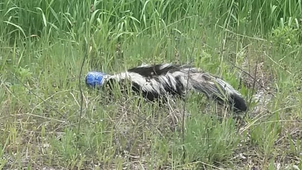 West Kootenay man screws up the courage to save a skunk with a beer can stuck to its head
