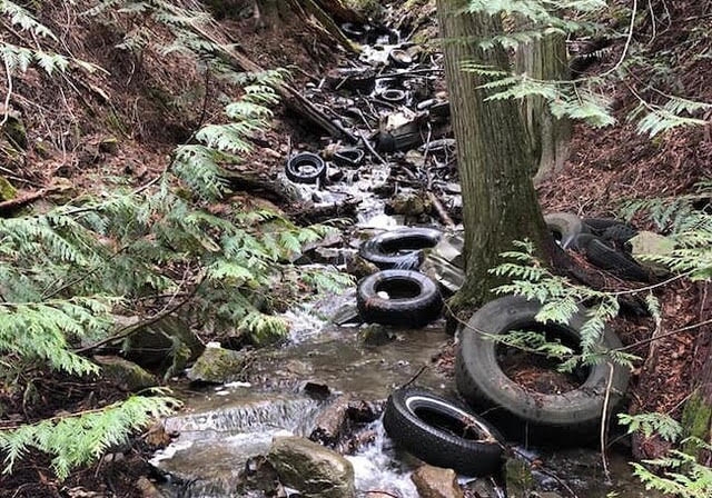 Auditor general slams B.C.'s management of program designed to protect at-risk species and habitat