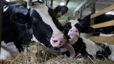 U.S. amping up dispute with Canada over allowed exports of American dairy products