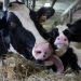 U.S. amping up dispute with Canada over allowed exports of American dairy products
