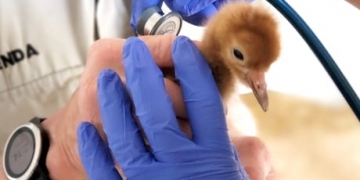 3 whooping crane chicks hatch at Calgary Zoo