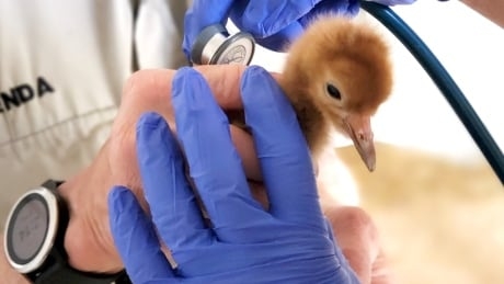 3 whooping crane chicks hatch at Calgary Zoo