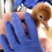 3 whooping crane chicks hatch at Calgary Zoo