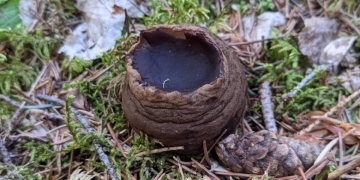 Discovery of rare mushroom in northern B.C. a biology mystery