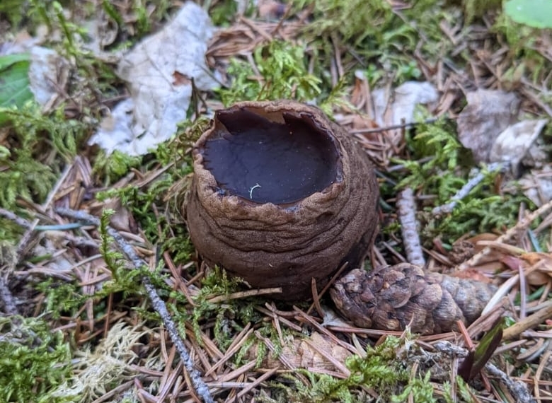 Discovery of rare mushroom in northern B.C. a biology mystery
