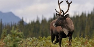 Parks Canada caribou captive breeding proposal gets OK from review panel
