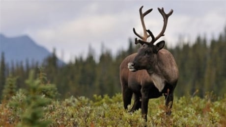 Parks Canada caribou captive breeding proposal gets OK from review panel