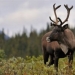 Parks Canada caribou captive breeding proposal gets OK from review panel