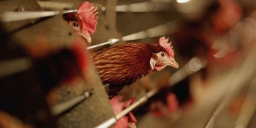 Bird flu: China sees first human case of rare H10N3 strain